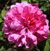 Chestnut Burr Rose, Chinquapin Rose, Burr Rose, Hoi-tong-hong Rose, Rosa roxburghii f. roxburghii